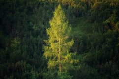 Sun on a single tree Product Image 1