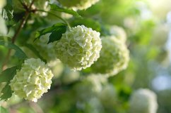 Stock Photo - Blooming viburnum buldenezh, white flowers Product Image 1