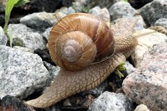 Big garden snail in shell crawling on wet road hurry home Product Image 12