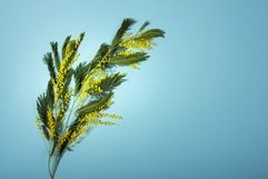 Branch of Acacia dealbata, the silver wattle, blue wattle an Product Image 1