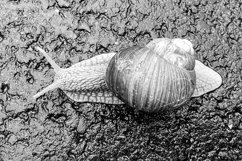 Big garden snail in shell crawling on wet road hurry home Product Image 18