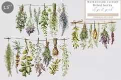 Dried herbs clipart, Herbs clipart, Farmhouse clipart Product Image 1