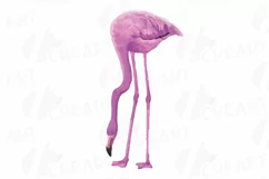 Watercolor Flamingos Clipart. Tropical clipart, 5 flamingo Product Image 5