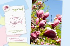 Nature photo &quot;Sunny Magnolias&quot;. Many blooming flowers Product Image 1
