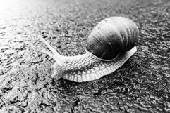 Big garden snail in shell crawling on wet road hurry home Product Image 24
