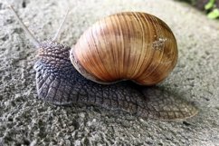 Big garden snail in shell crawling on wet road hurry home Product Image 9