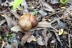 Big garden snail in shell crawling on wet road hurry home Product Image 24