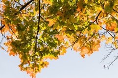autumn specificity Product Image 1