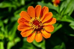 Fine wild growing flower on background meadow Product Image 1