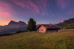 Flowers at Alpe di Siusi in the Italy Dolomites Product Image 1