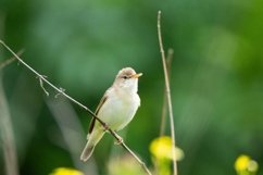 reed on a branch Product Image 1