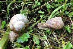 Big garden snail in shell crawling on wet road hurry home Product Image 16