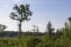 real nature with trees Product Image 1
