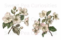 Flowers, Clipart, Ephemera, PNG, Junk journal Product Image 2