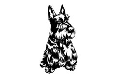 Scottish Terrier Bandle Svg/Png/Jpg/Ai/Vector purebred breed Product Image 2