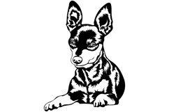 Dwarf Pinscher Bandle Svg/Dog Svg/Png/Jpg/Ai/Vector breed Product Image 2
