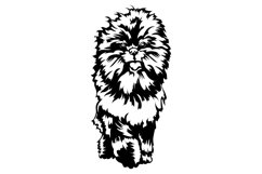 Affenpinscher dog/Dog Svg/Png/Jpg/Ai/Vector purebred breed Product Image 2