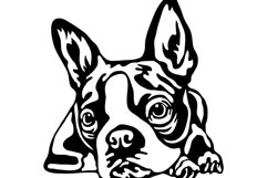 Boston Terrier/Dog Svg/Png/Jpg/Ai/Vector purebred breed Product Image 3