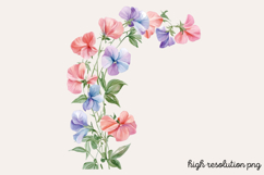 Sweet Pea Flower Watercolor Clipart PNG Product Image 1