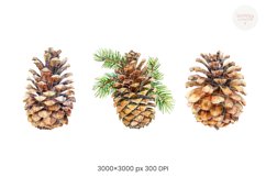Pine Cones Product Image 2