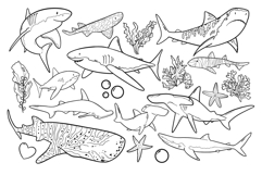 Shark Line Art PNG SVG Product Image 3