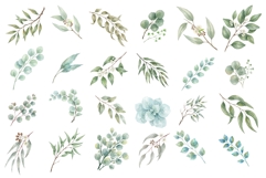Watercolor Eucalyptus Clipart Product Image 2