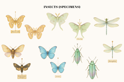 Secrets of the Insect Cabinet 51 Watercolor Cliparts Product Image 2