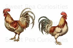 Chicken, Clipart, Ephemera, PNG, Junk journal, Shabby Chic Product Image 2