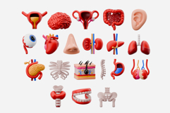 Human Anatomy 3D Model Pack 01 Product Image 2