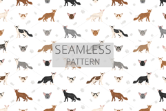 Oriental Longhair cat Product Image 6