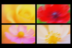 Gentle Floral Bloom Gradient Backgrounds Product Image 2