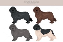 Newfoundland cliaprt Product Image 4