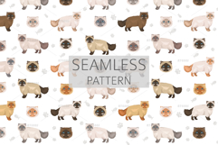 Himalayan Persian. Extreme type Product Image 6