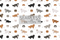 Persian cat. Extreme type Product Image 6
