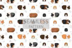 Abyssinian Guinea Pig, Small Pets Product Image 5