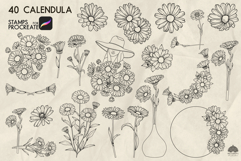 Calendula Procreate stamp brush Product Image 2