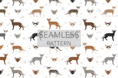 Oriental Shorthair cat Product Image 6
