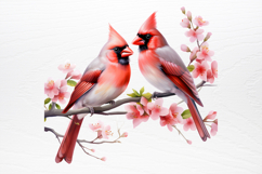 Christmas Cardinal Watercolor Clipart PNG Product Image 2