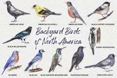Backyard Birds of North America Product Image 2