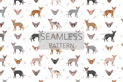 Peterbald cat Product Image 6