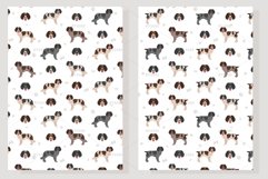 English Springer Spaniel field-bred Product Image 7