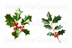 Christmas, Holly, Flowers, Ephemera, PNG, Clipart Product Image 2