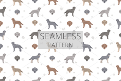 Weimardoodle. Weimaraner Poodle mix Product Image 6