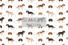 Beaglier-Beagle Cavalier Spaniel mix Product Image 6