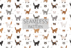 Selkirk Rex Cat Product Image 6