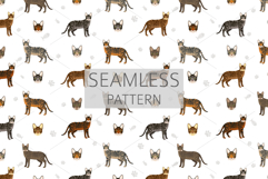 Toyger Cat clipart Product Image 6