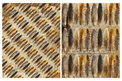 Feathers, Papers, Mixed Media, Junk Journal, Sepia, Black Product Image 2