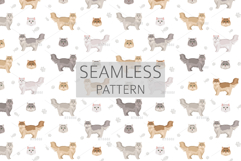 Chinchilla Persian. Traditional type Product Image 6