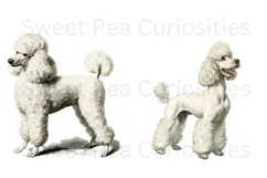 Poodle, Dogs, Ephemera, PNG, Clipart Product Image 2