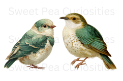 Birds, Flowers, Ephemera, PNG, Clipart, Junk Journal Product Image 2